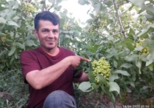 مردی که آذربایجان را با دانه‌هایش سبز می‌کند