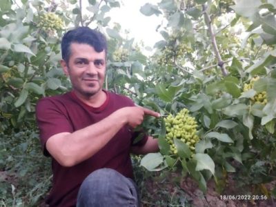 مردی که آذربایجان را با دانه‌هایش سبز می‌کند