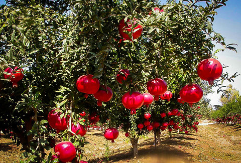 زنبورهای تریکوکارت، ناجیان بزرگ باغات انار جلفا