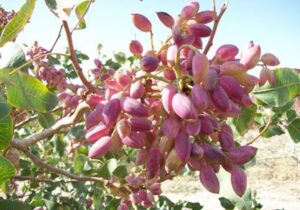 از پیاز تا پسته؛ تغییر الگوی کشت در آذربایجان‌شرقی برای نجات آب