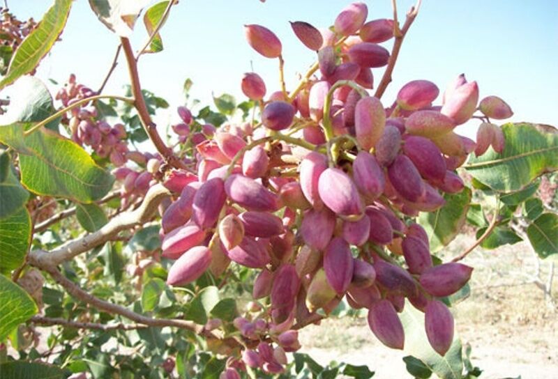 از پیاز تا پسته؛ تغییر الگوی کشت در آذربایجان‌شرقی برای نجات آب