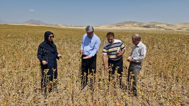 زنبورهای تریکوکارت، ناجیان بزرگ باغات انار جلفا